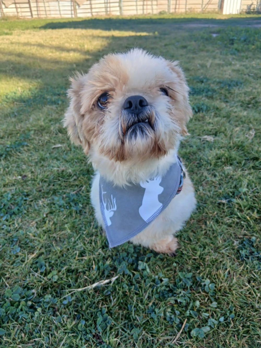Miracle – Shih Tzu, available for adoption through GWARP