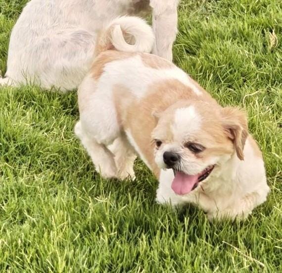 Miracle – Shih Tzu, available for adoption through GWARP