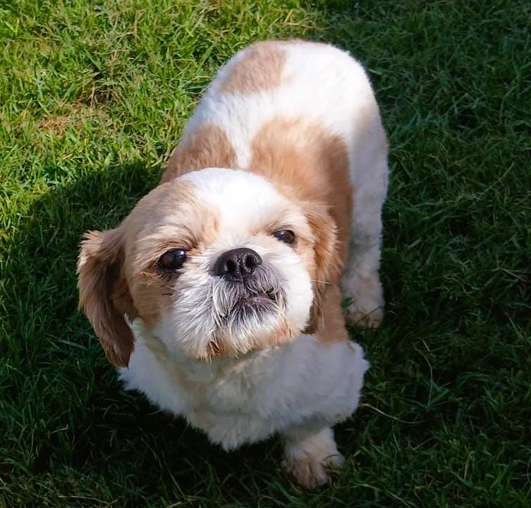 Miracle – Shih Tzu, available for adoption through GWARP