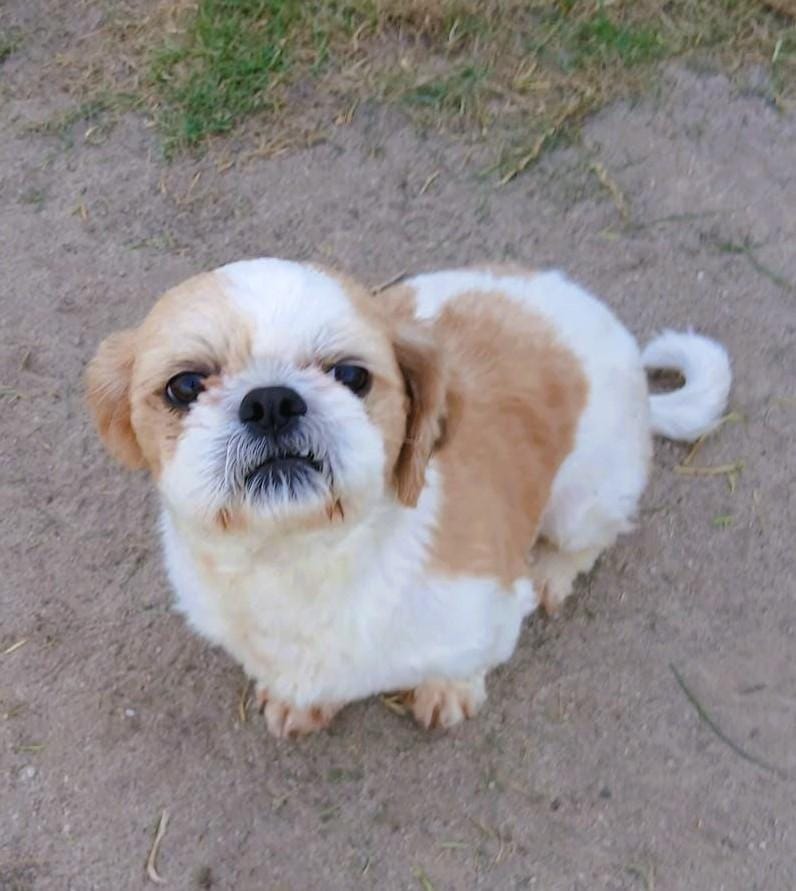 Miracle – Shih Tzu, available for adoption through GWARP