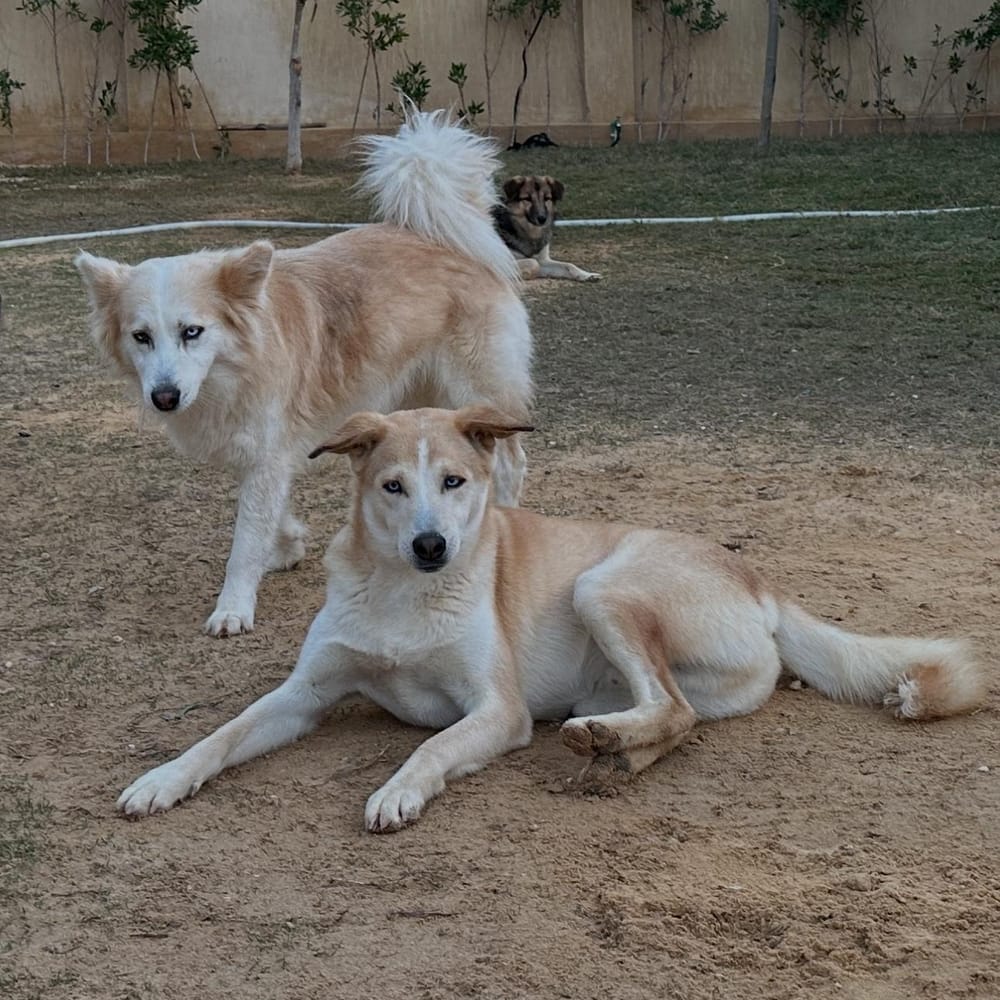 Misha – Husky, available for adoption through GWARP