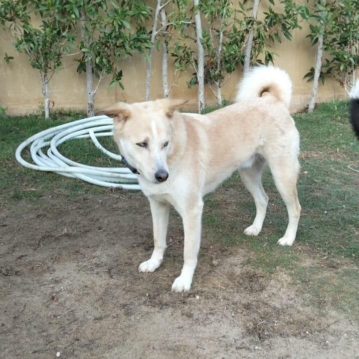 Misha – Husky, available for adoption through GWARP
