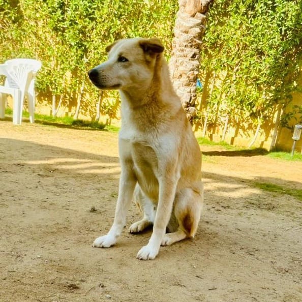 Misha – Husky, available for adoption through GWARP