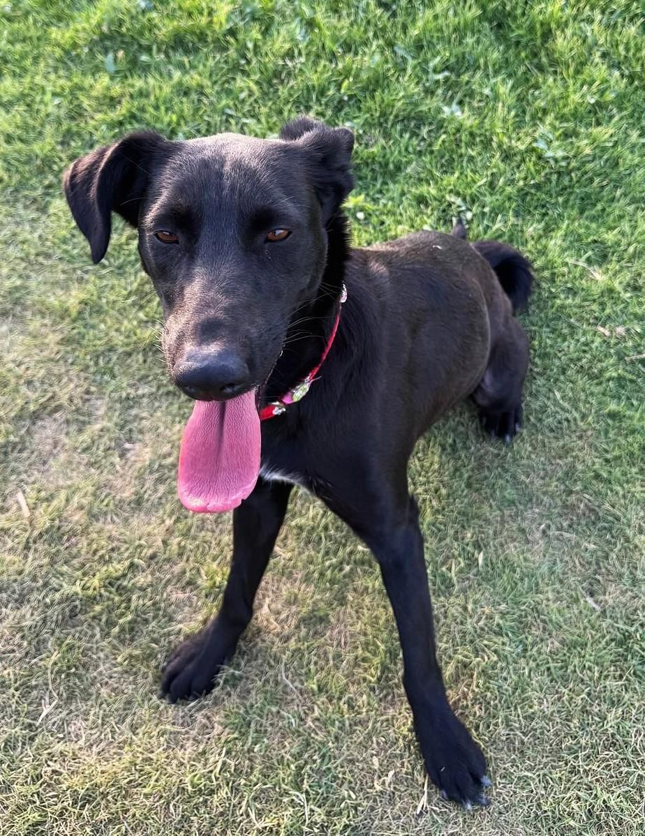 Moon – Labrador Retriever & Saluki Mix, available for adoption through GWARP