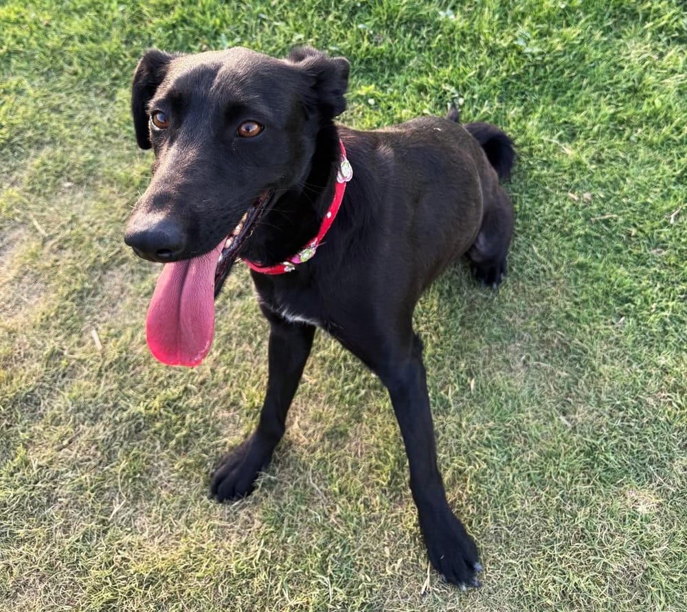 Moon – Labrador Retriever & Saluki Mix, available for adoption through GWARP