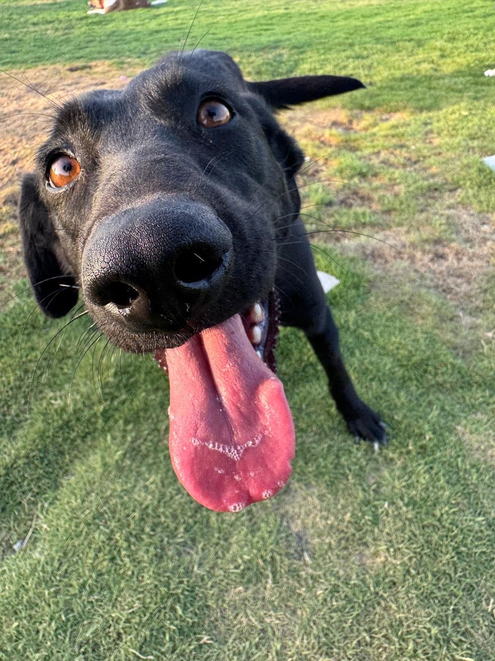 Moon – Labrador Retriever & Saluki Mix, available for adoption through GWARP