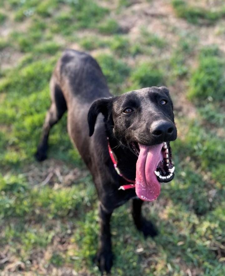 Moon – Labrador Retriever & Saluki Mix, available for adoption through GWARP