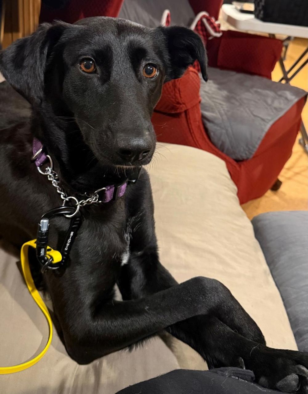 Moon – Labrador Retriever & Saluki Mix, available for adoption through GWARP
