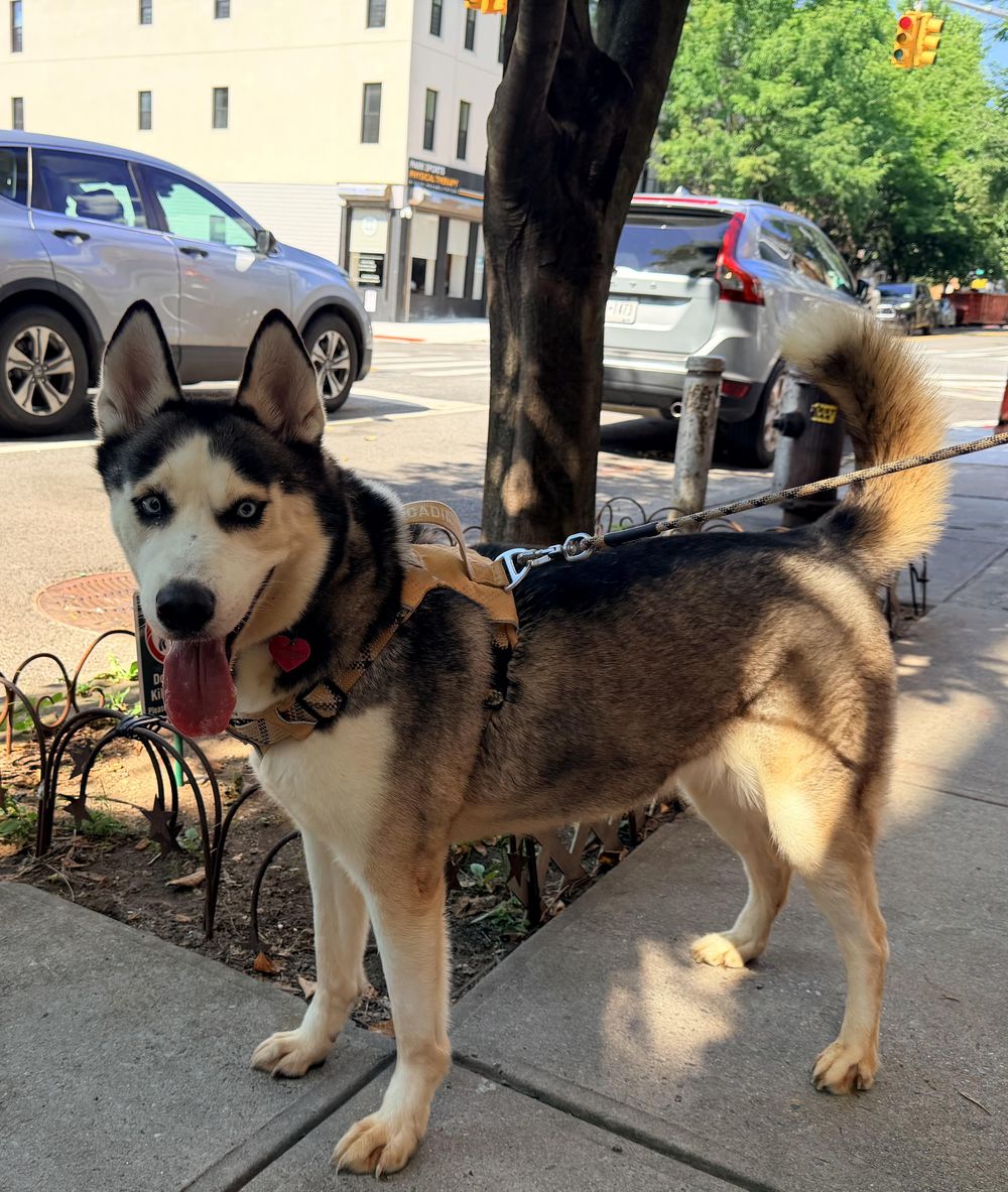 Moona – Siberian Husky & Alaskan Malamute Mix, available for adoption through GWARP