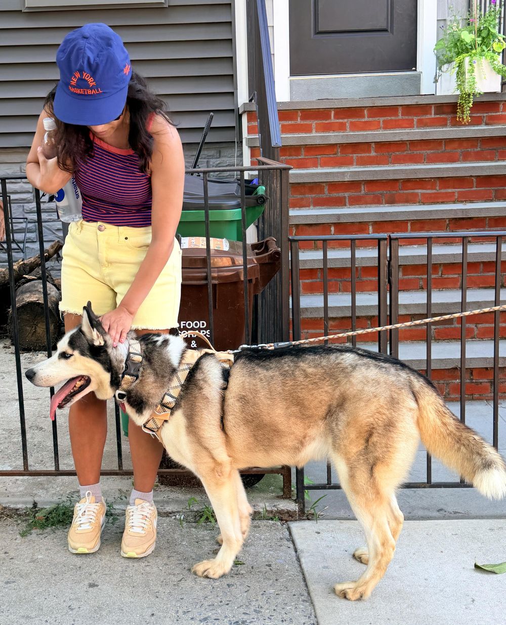 Moona – Siberian Husky & Alaskan Malamute Mix, available for adoption through GWARP