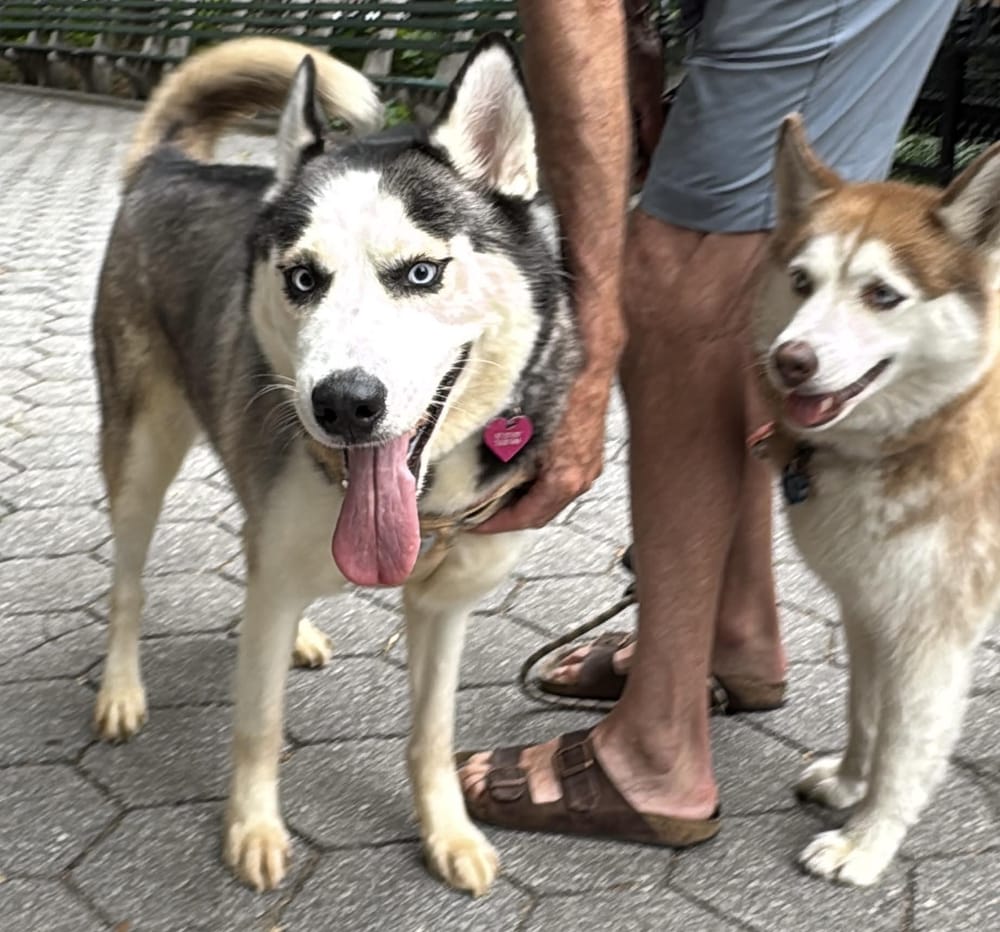 Moona – Siberian Husky & Alaskan Malamute Mix, available for adoption through GWARP