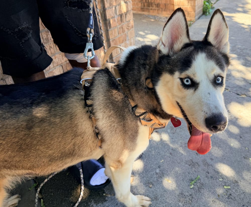 Moona – Siberian Husky & Alaskan Malamute Mix, available for adoption through GWARP