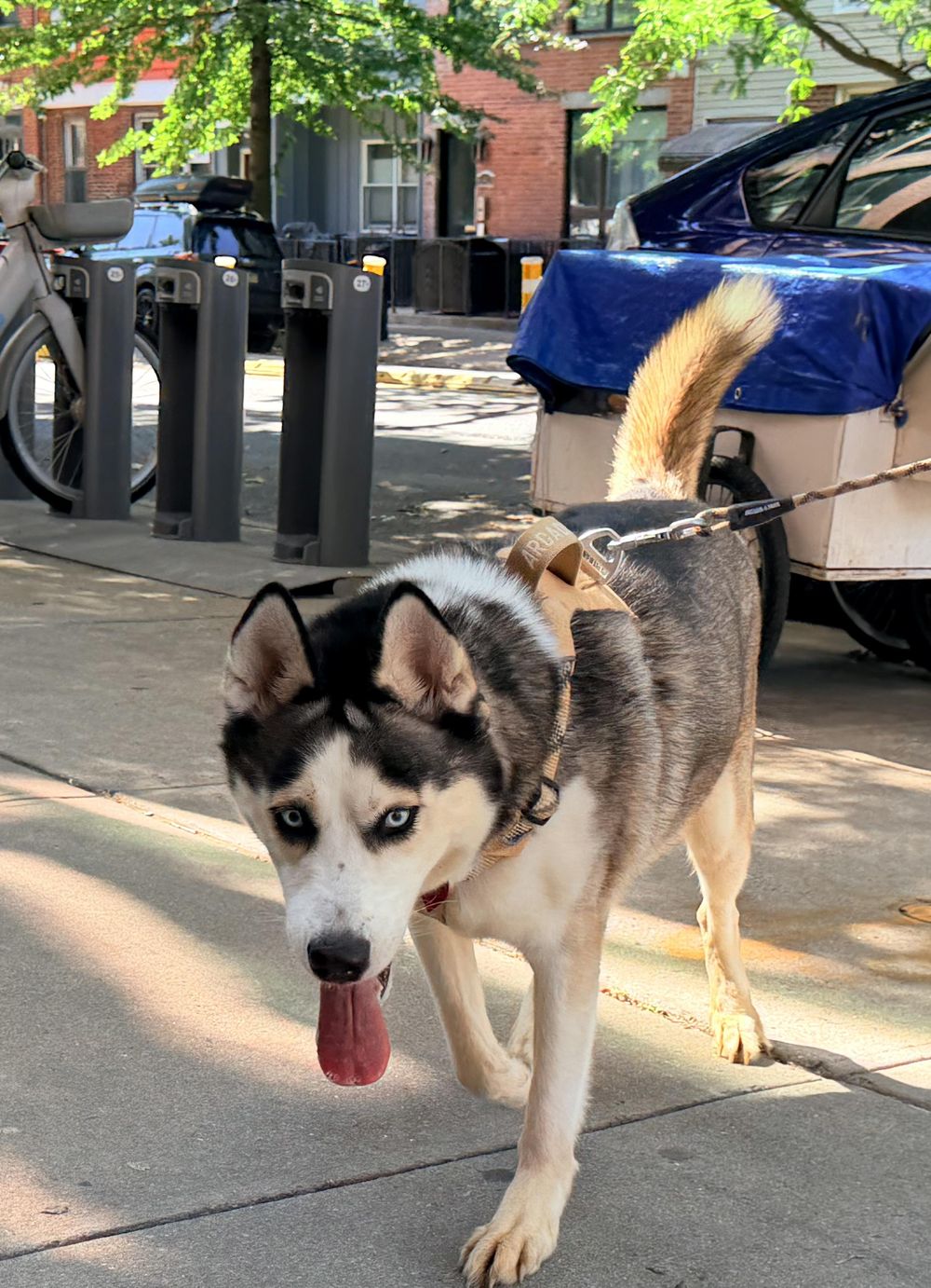 Moona – Siberian Husky & Alaskan Malamute Mix, available for adoption through GWARP