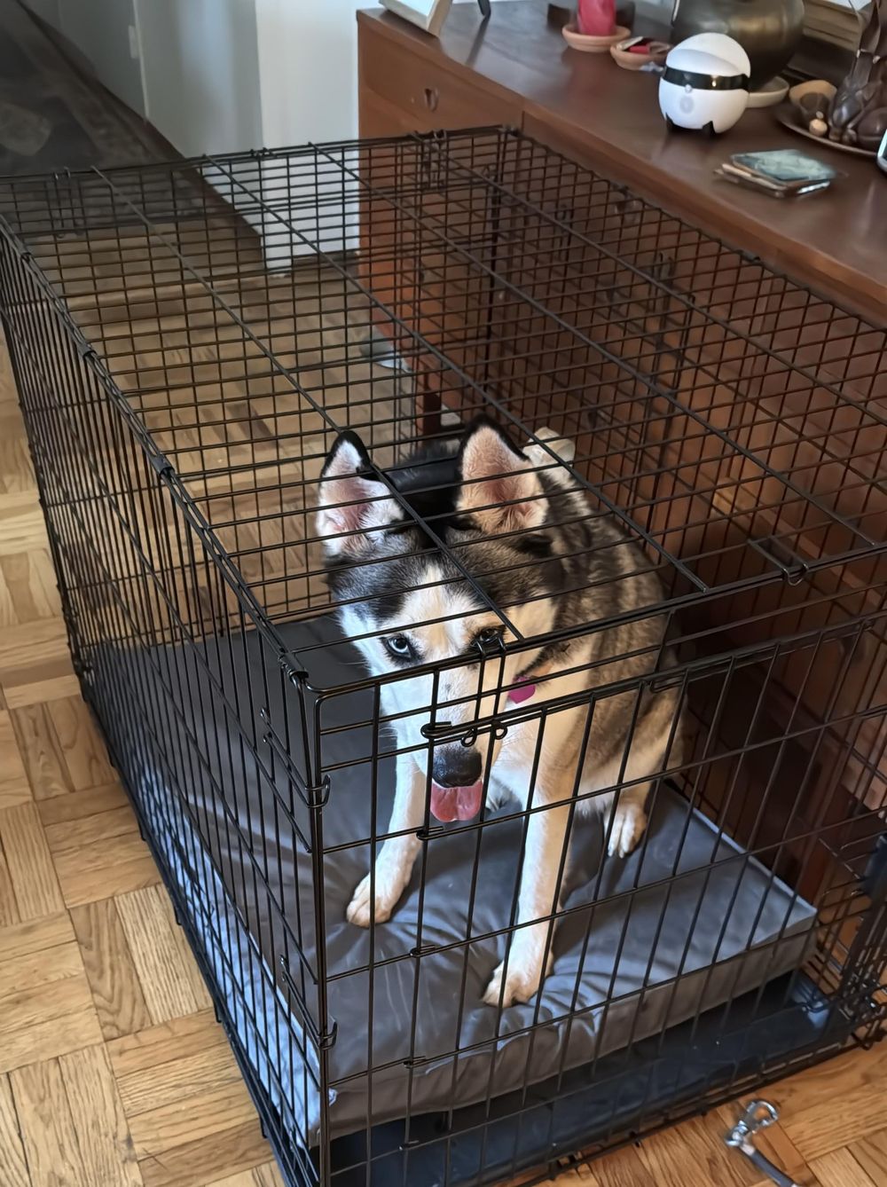 Moona – Siberian Husky & Alaskan Malamute Mix, available for adoption through GWARP