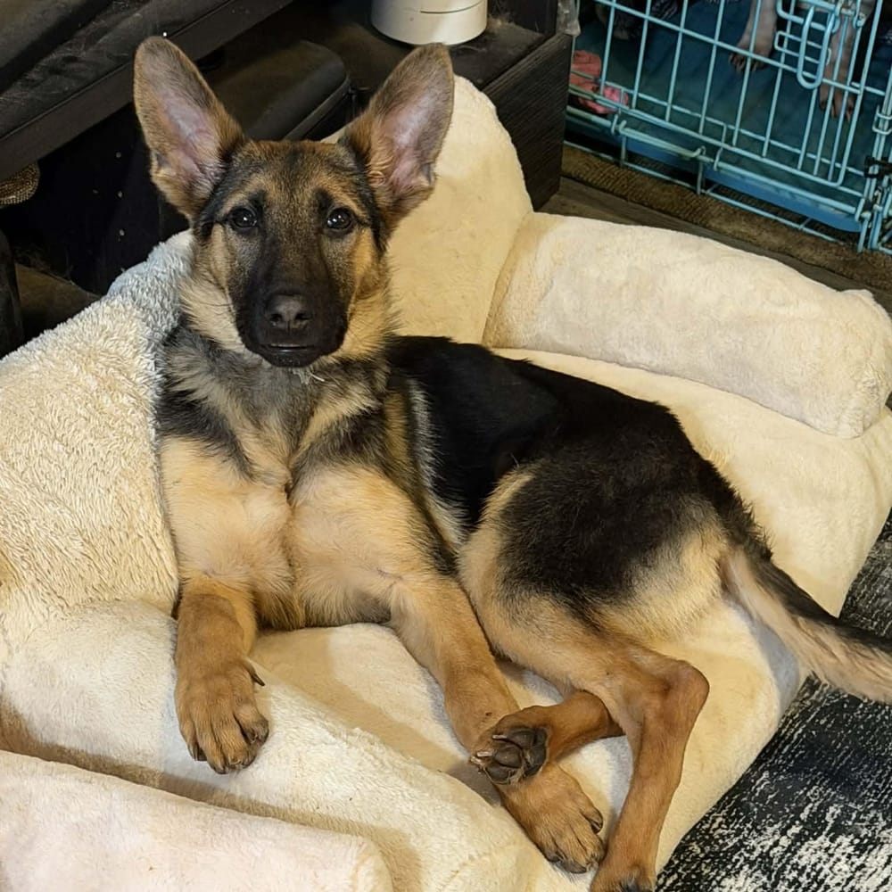 Nala – German Shepherd Dog, available for adoption through GWARP