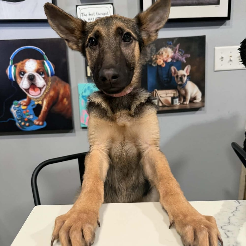 Nala – German Shepherd Dog, available for adoption through GWARP