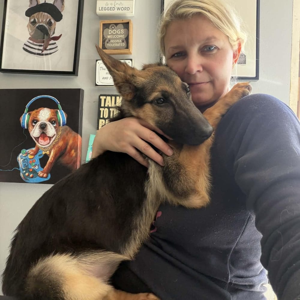 Nala – German Shepherd Dog, available for adoption through GWARP