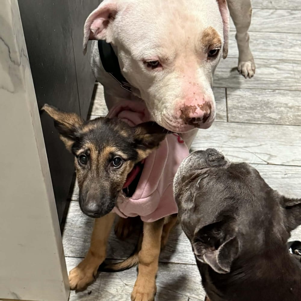 Nala – German Shepherd Dog, available for adoption through GWARP