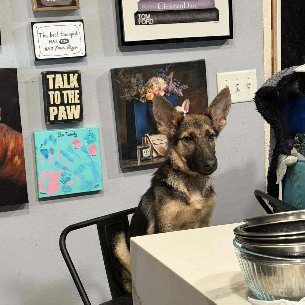 Nala – German Shepherd Dog, available for adoption through GWARP