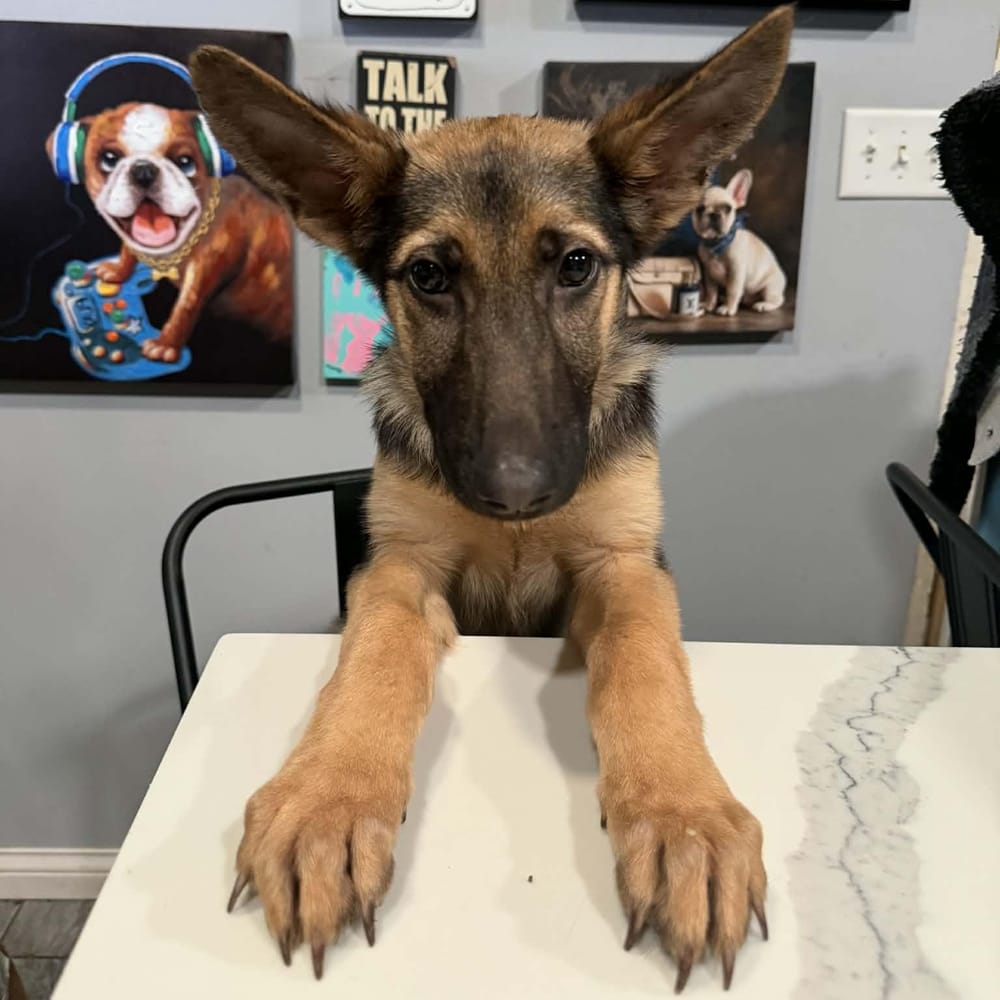 Nala – German Shepherd Dog, available for adoption through GWARP