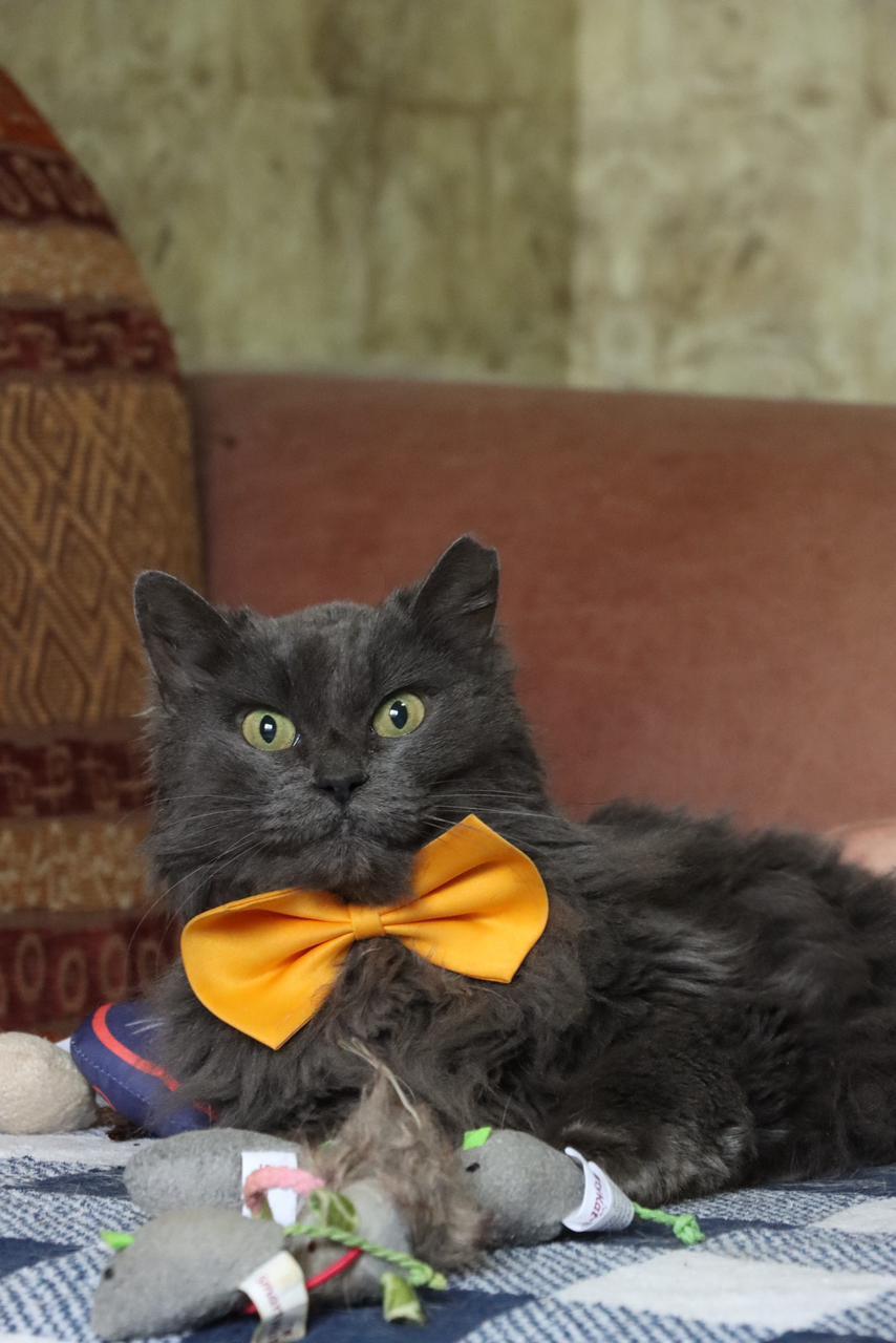 Nayla – British Longhair, available for adoption through GWARP