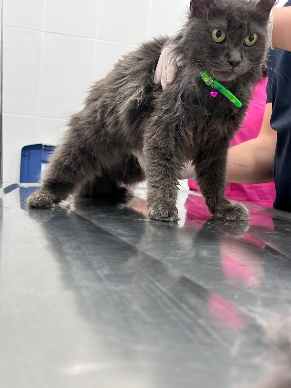 Nayla – British Longhair, available for adoption through GWARP