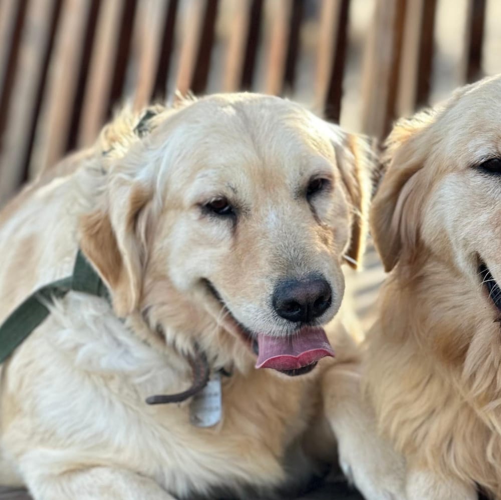 Nice – Golden Retriever, available for adoption through GWARP