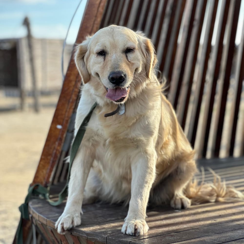 Nice – Golden Retriever, available for adoption through GWARP