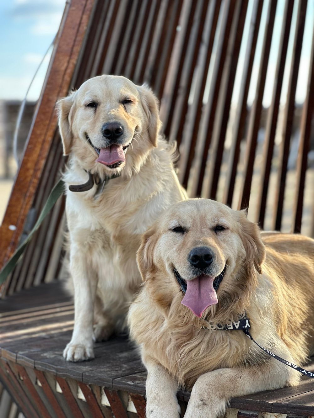 Nice – Golden Retriever, available for adoption through GWARP