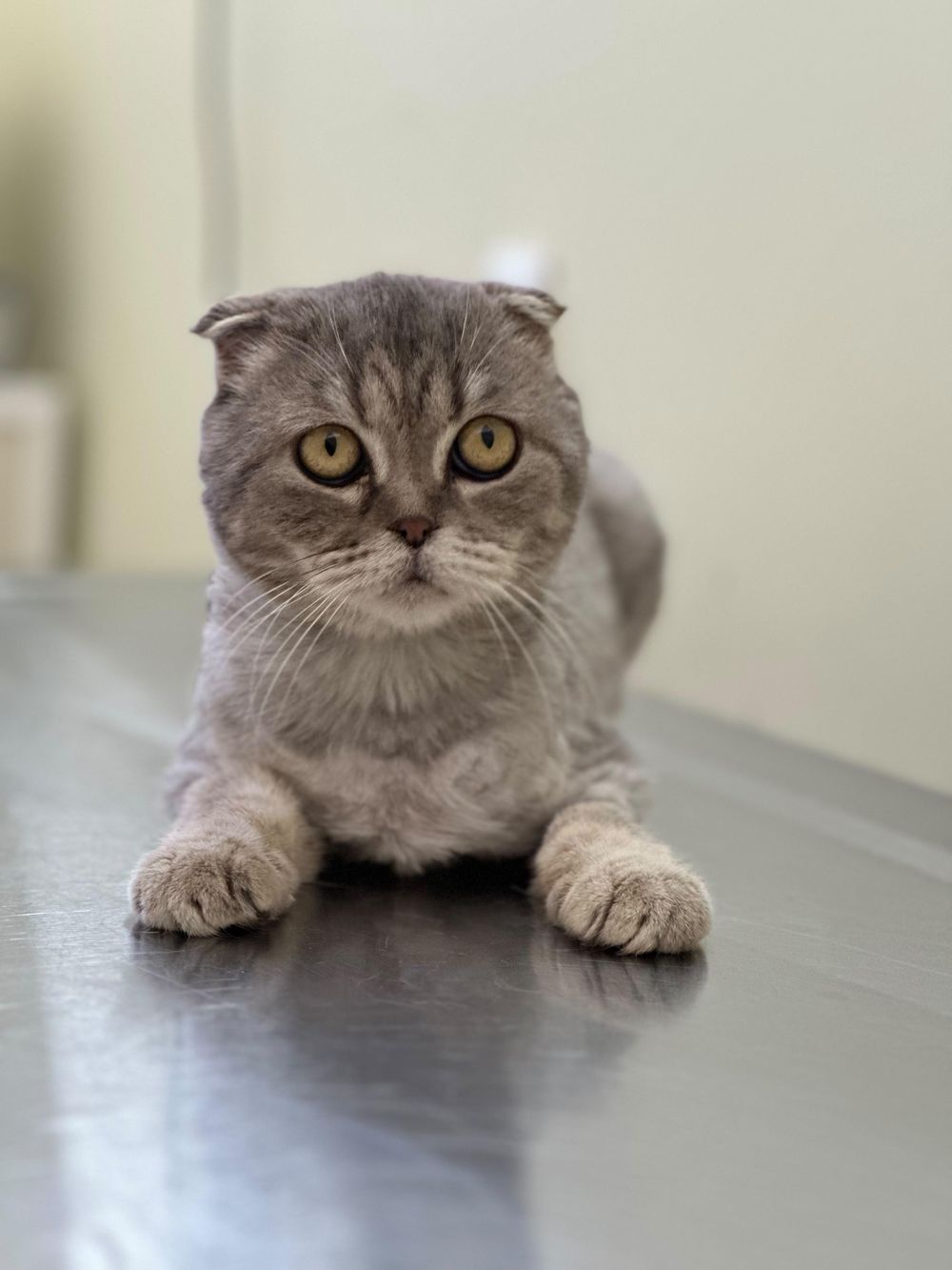Nika – Scottish Fold, available for adoption through GWARP