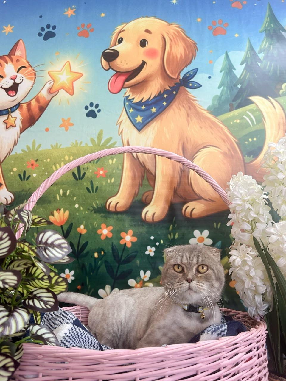 Nika – Scottish Fold, available for adoption through GWARP