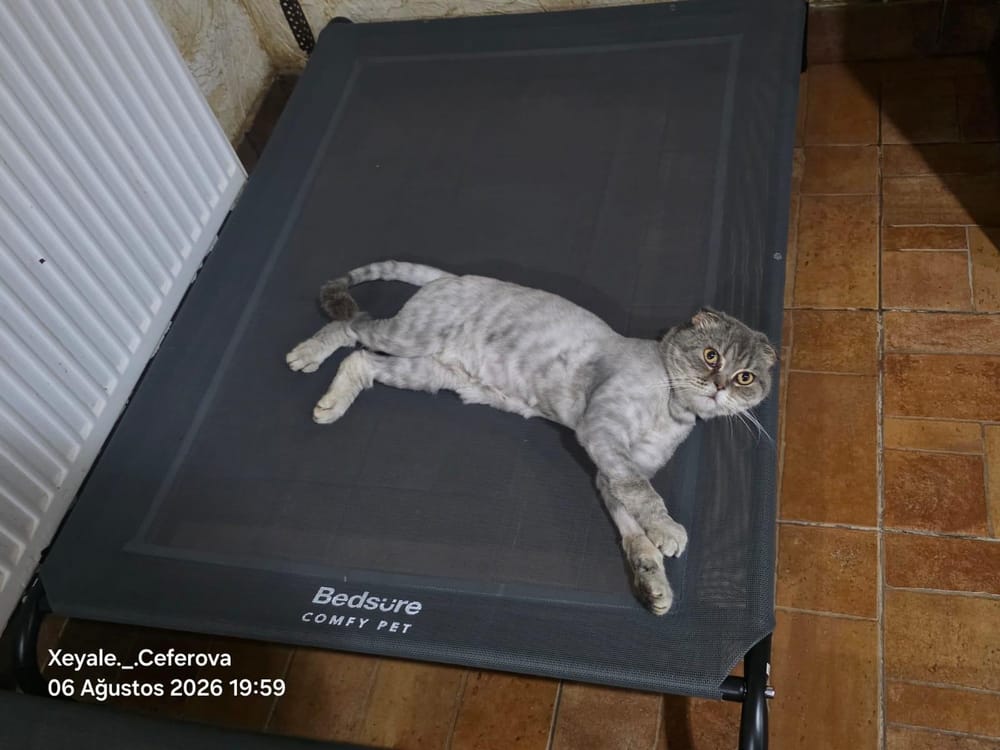 Nika – Scottish Fold, available for adoption through GWARP