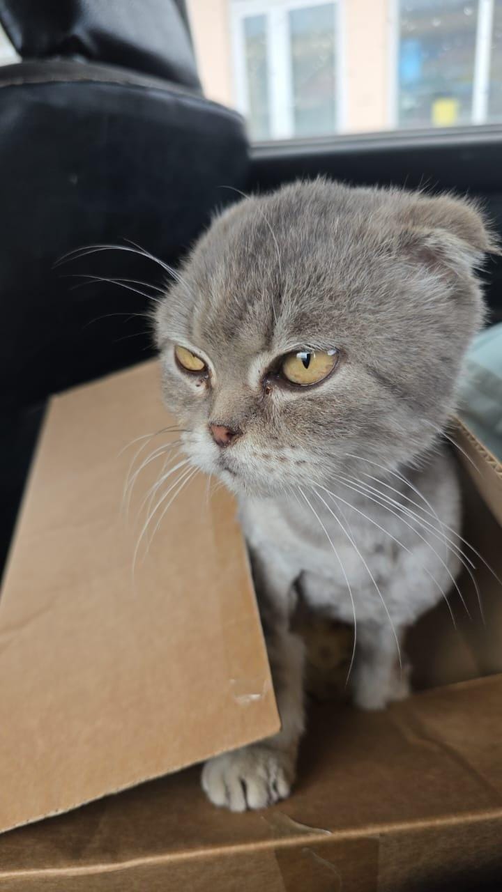 Nika – Scottish Fold, available for adoption through GWARP