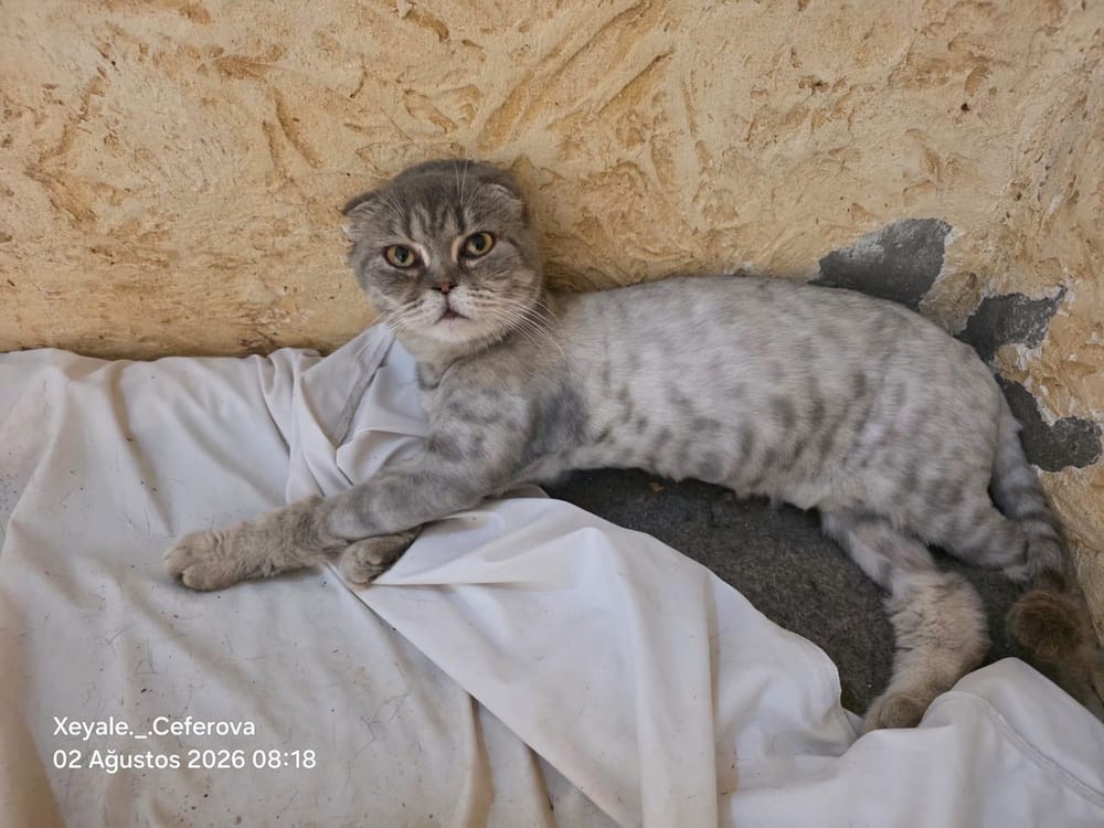 Nika – Scottish Fold, available for adoption through GWARP