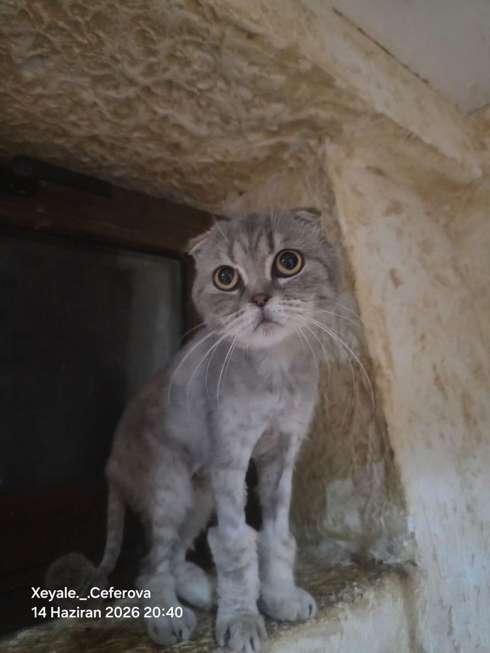 Nika – Scottish Fold, available for adoption through GWARP