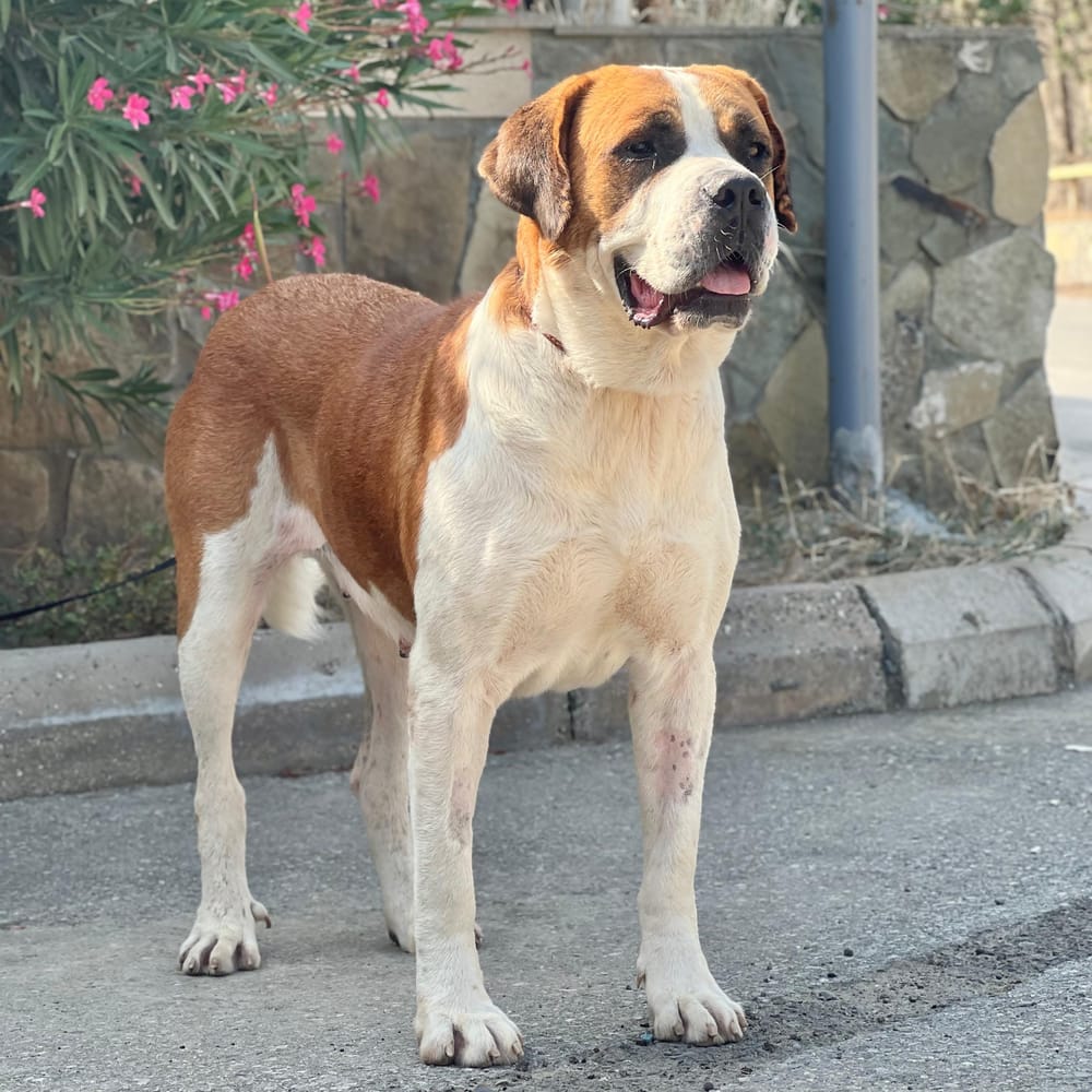 Nike – Caucasian Sheepdog / Caucasian Ovtcharka & Saint Bernard Mix, available for adoption through GWARP