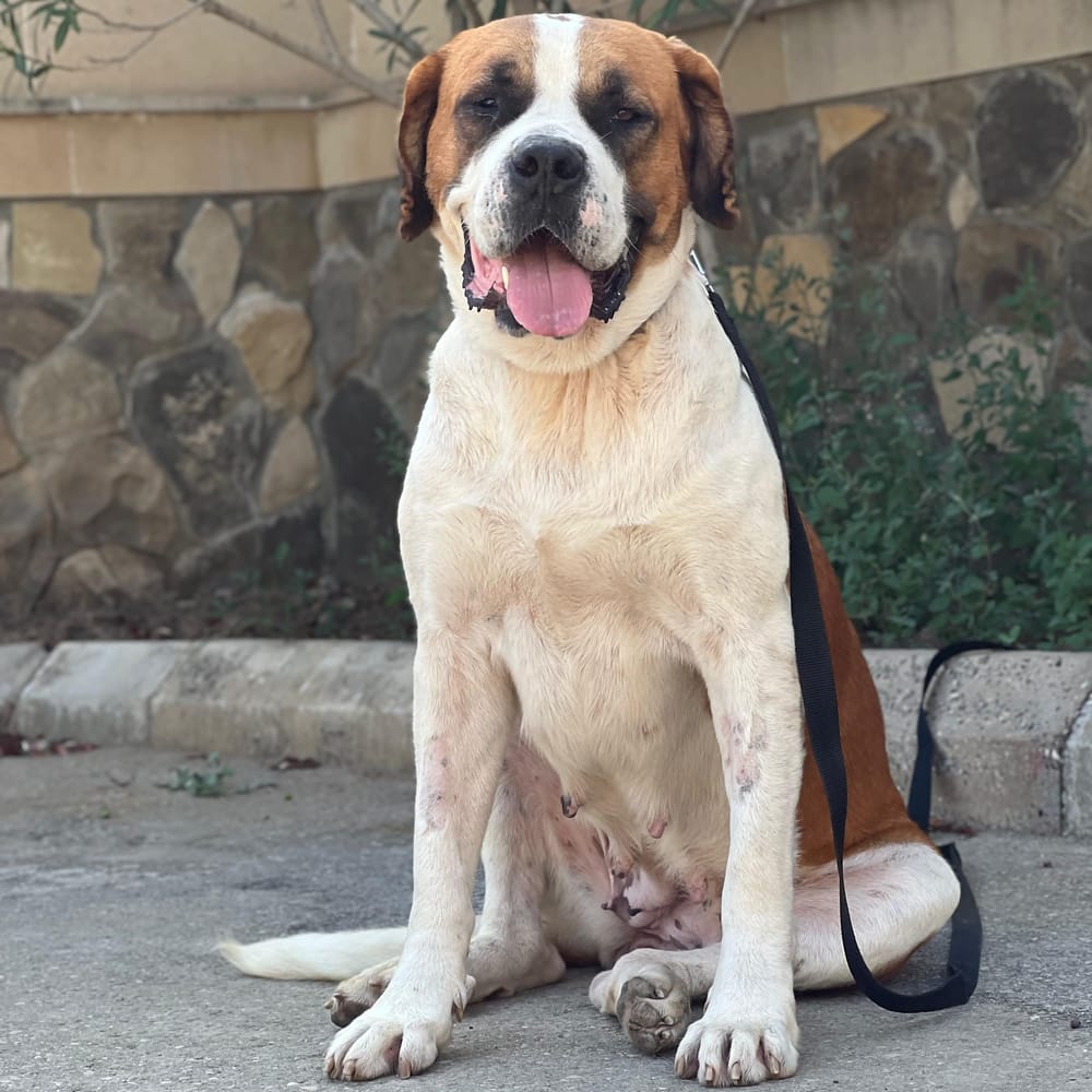 Nike – Caucasian Sheepdog / Caucasian Ovtcharka & Saint Bernard Mix, available for adoption through GWARP