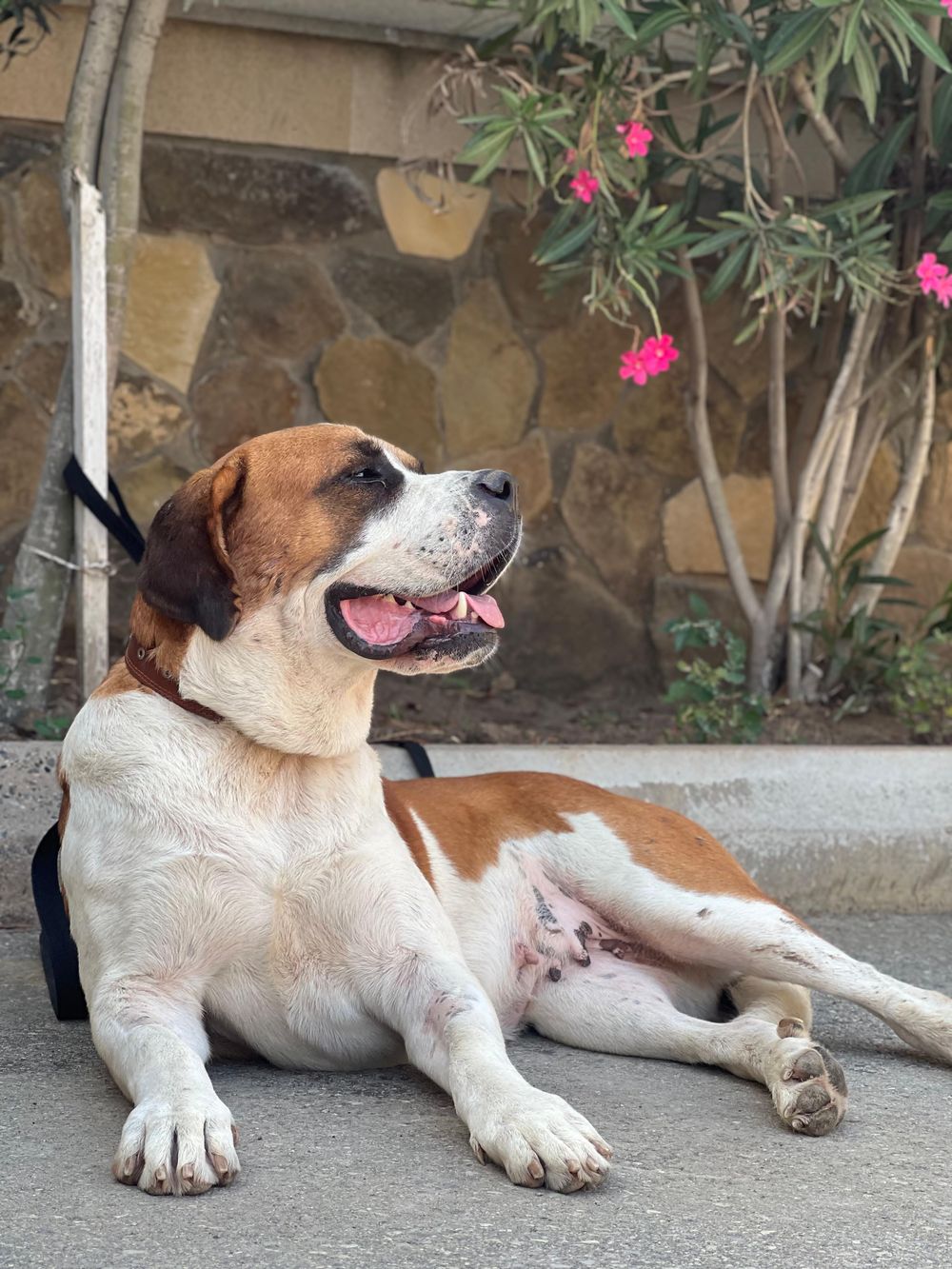Nike – Caucasian Sheepdog / Caucasian Ovtcharka & Saint Bernard Mix, available for adoption through GWARP