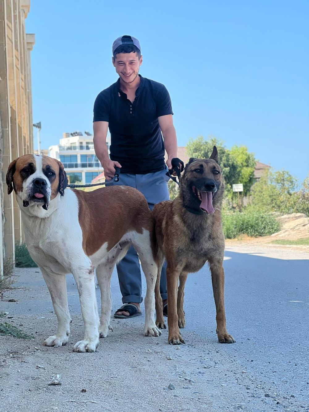 Nike – Caucasian Sheepdog / Caucasian Ovtcharka & Saint Bernard Mix, available for adoption through GWARP