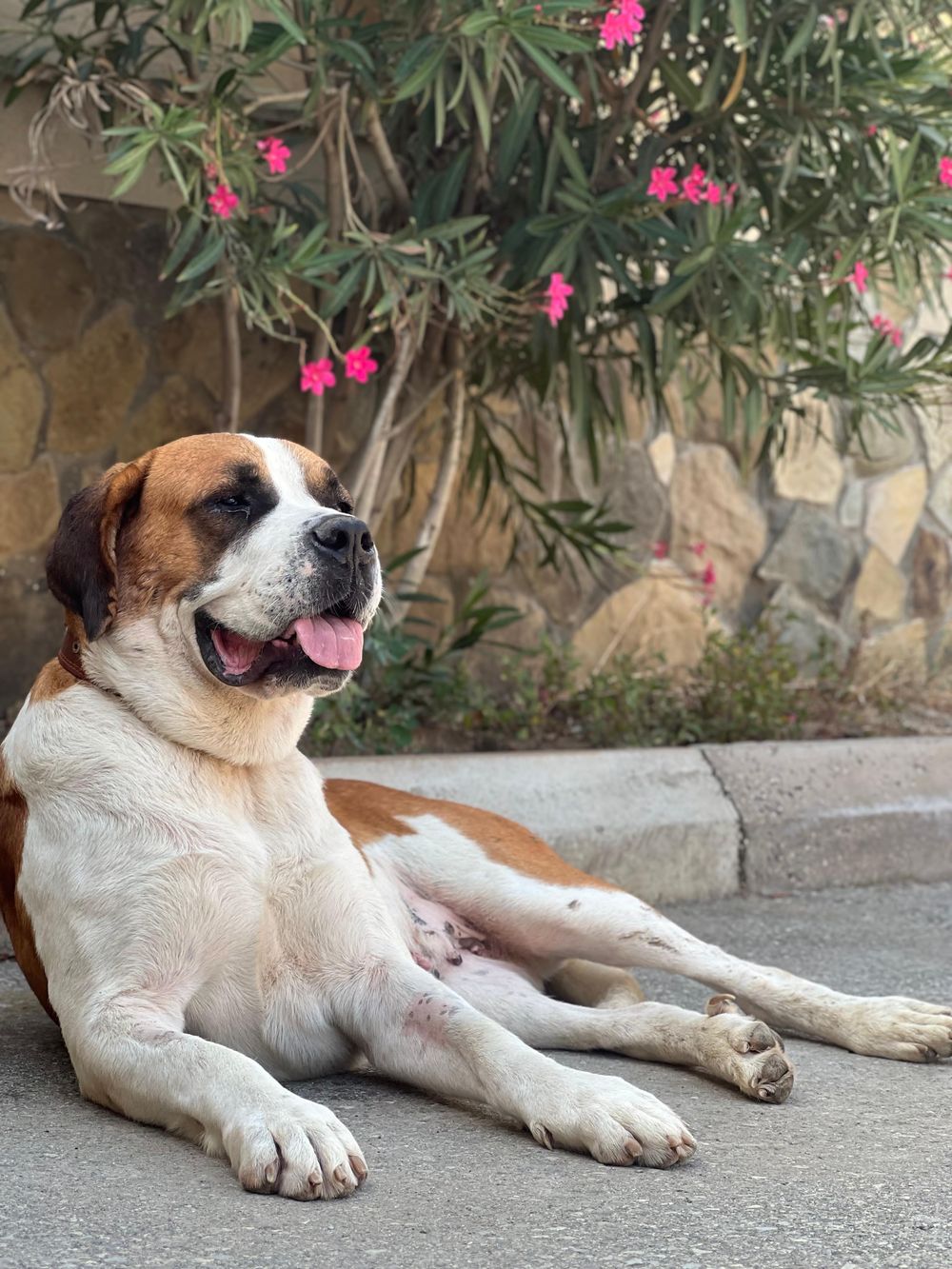 Nike – Caucasian Sheepdog / Caucasian Ovtcharka & Saint Bernard Mix, available for adoption through GWARP