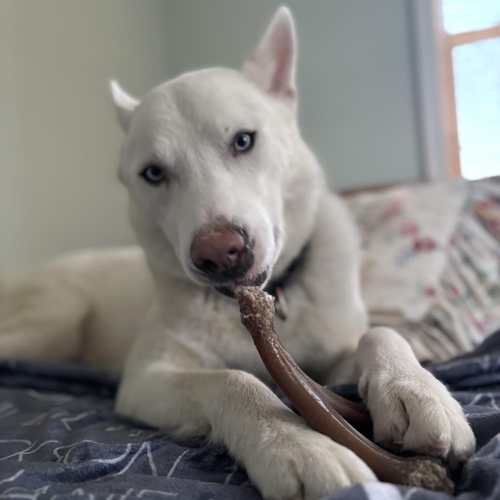 Ollie – Siberian Husky & Shepherd Mix, available for adoption through GWARP