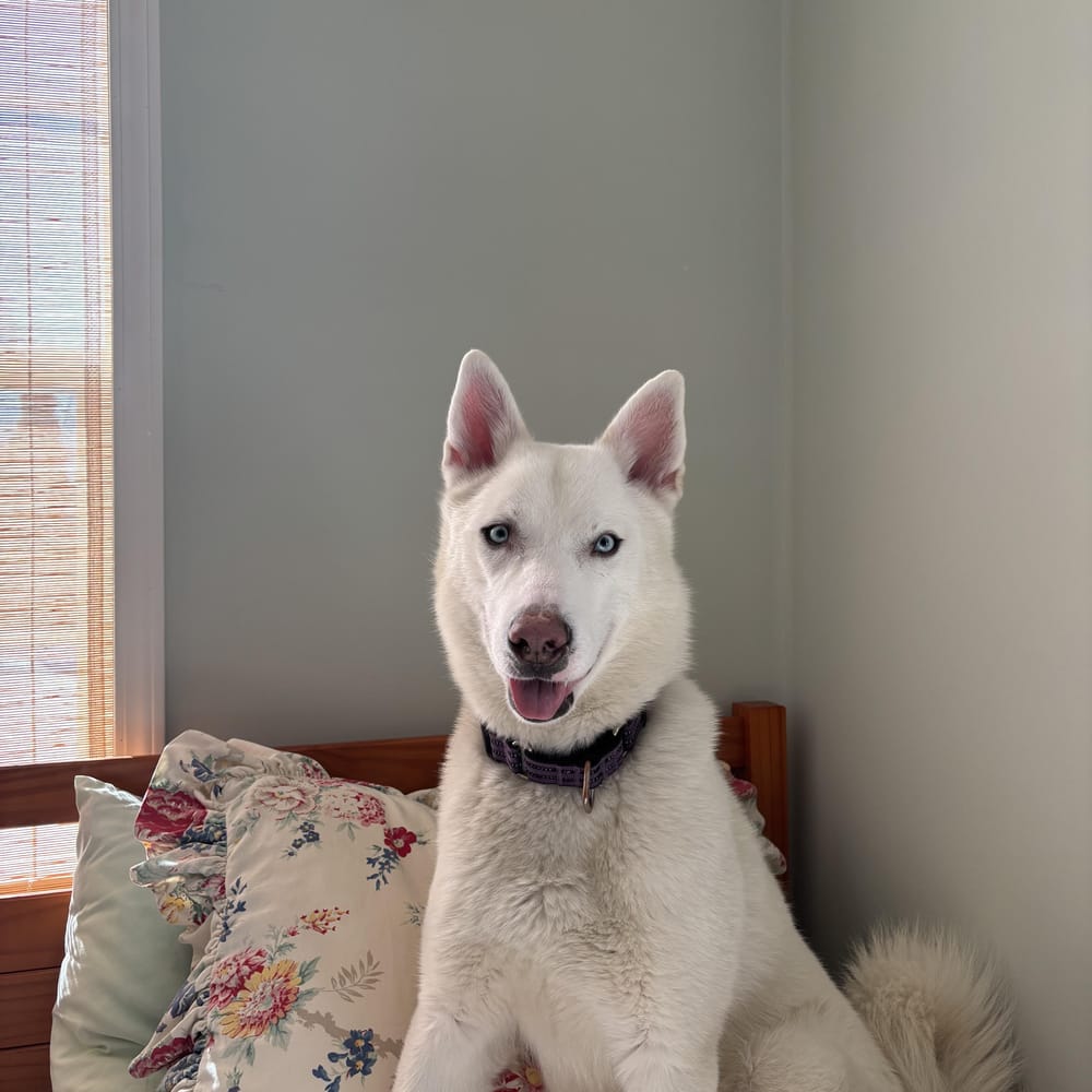 Ollie – Siberian Husky & Shepherd Mix, available for adoption through GWARP
