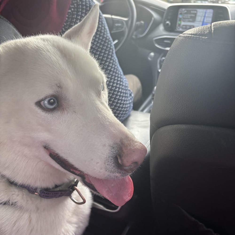 Ollie – Siberian Husky & Shepherd Mix, available for adoption through GWARP