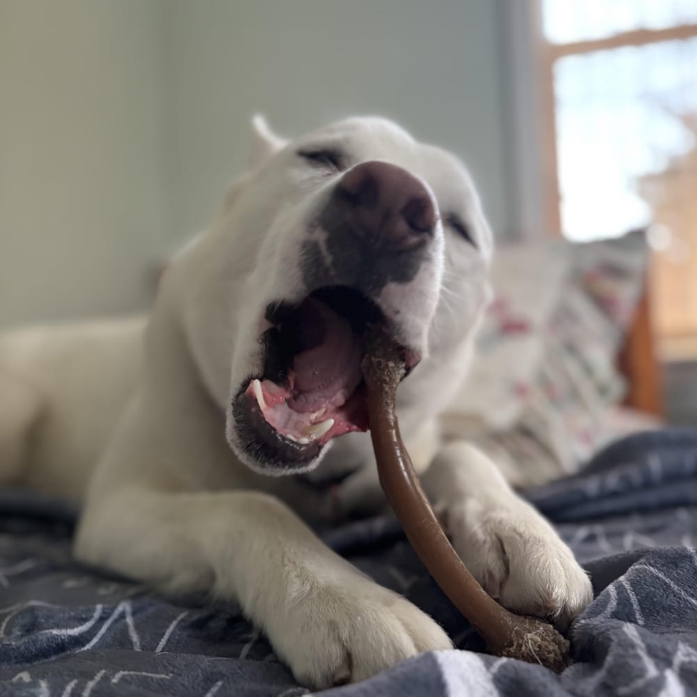 Ollie – Siberian Husky & Shepherd Mix, available for adoption through GWARP