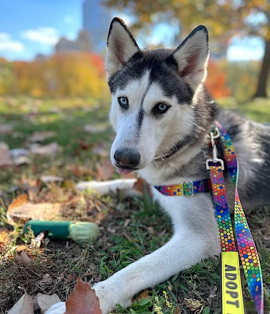 Omaha – Siberian Husky, available for adoption through GWARP