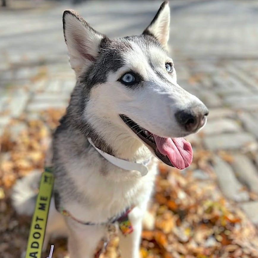 Omaha – Siberian Husky, available for adoption through GWARP