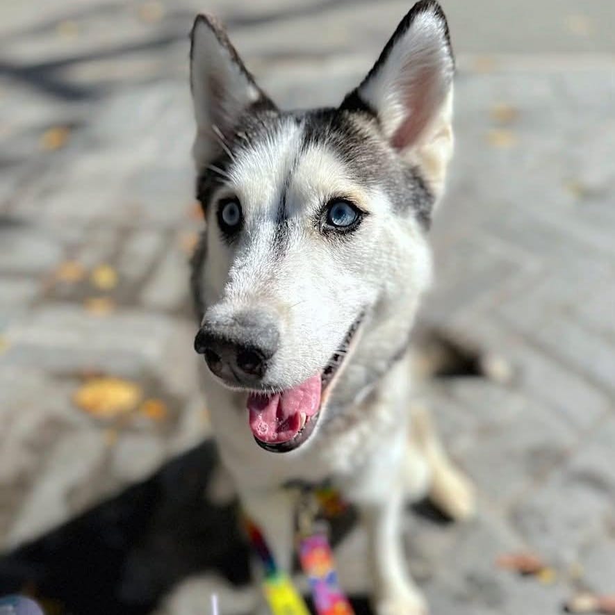 Omaha – Siberian Husky, available for adoption through GWARP