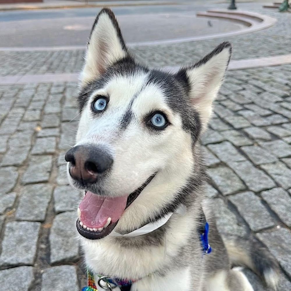 Omaha – Siberian Husky, available for adoption through GWARP