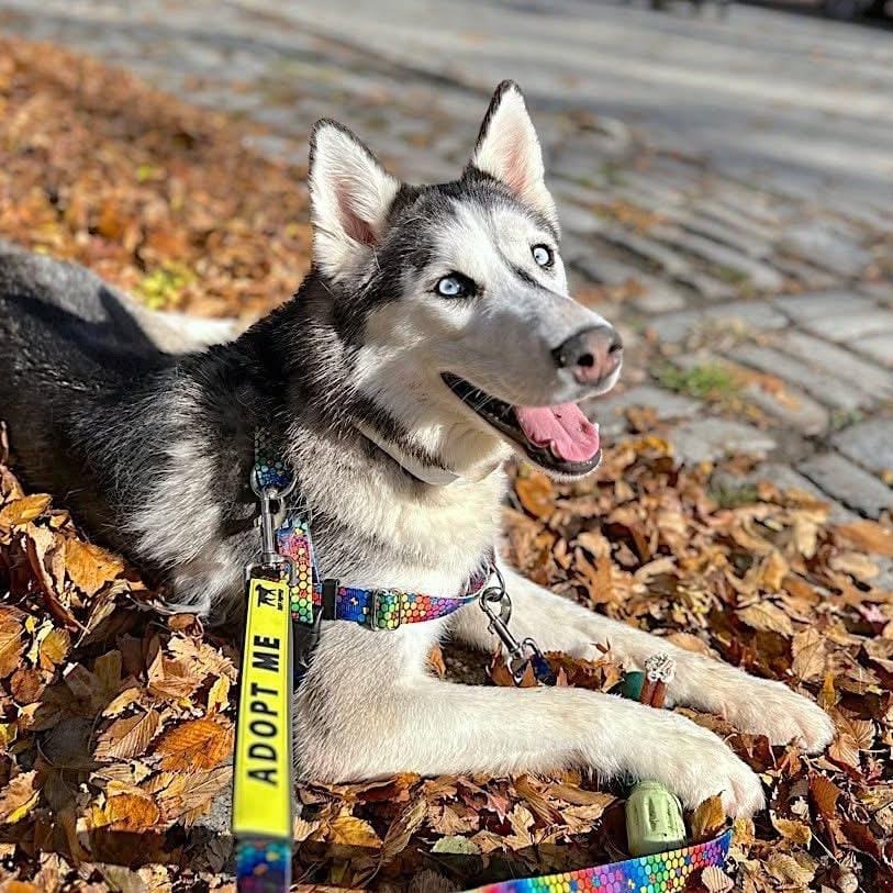 Omaha – Siberian Husky, available for adoption through GWARP