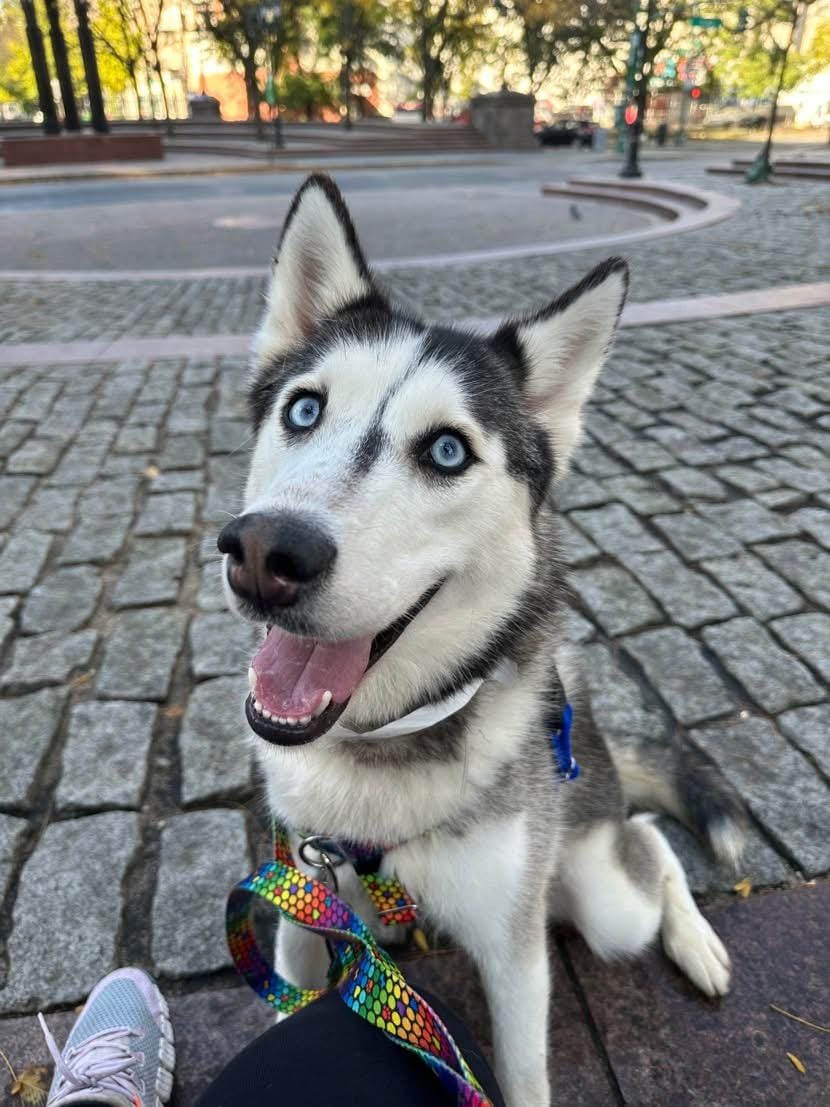 Omaha – Siberian Husky, available for adoption through GWARP